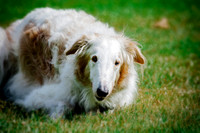 Borzoi