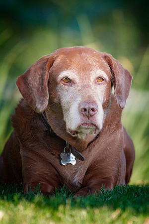Labrador