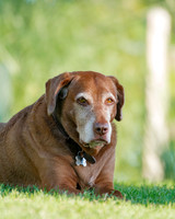 Labrador