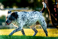Blu Heeler Mix