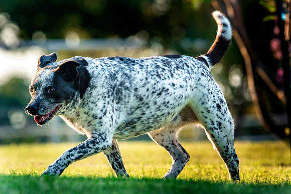 Blu Heeler Mix