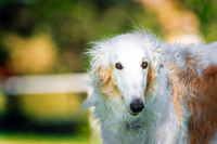 Borzoi