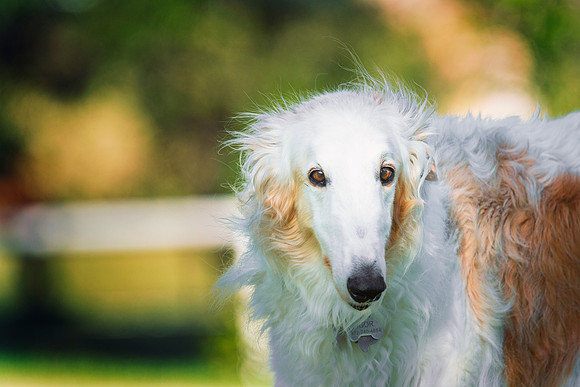 Borzoi