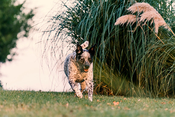 Blue Heeler Mix