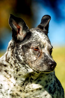Blu Heeler Mix