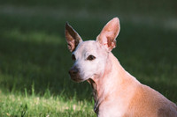 Chihuahua Mix