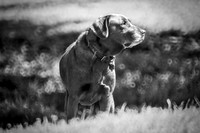 labrador, Borzoi, "black & white", contrast, couch, dog, highlight, house, interior, shade, scenic, artistic, rings, Sony, Bertazzoni