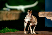 Chihuahua Mix