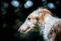 Borzoi