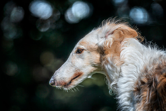 Borzoi