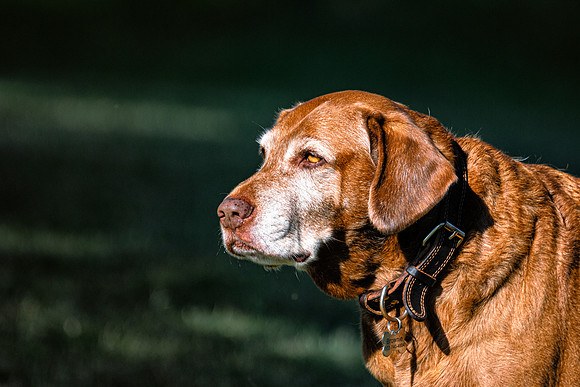 Labrador