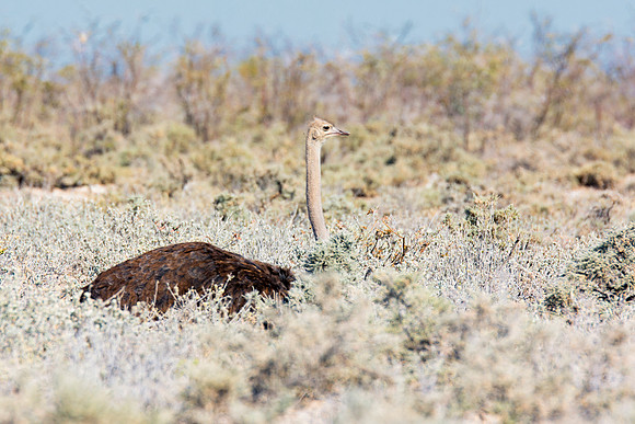 Africa, Botswana, Kenya, Namibia, Ostriches, Tanzania, egg, feathers, leather, "long legs, beak, claw, speed,", ostrich, running, "running ostrich"