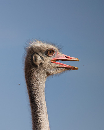 Africa, Botswana, Kenya, Namibia, Ostriches, Tanzania, egg, feathers, leather, "long legs", beak, claw, speed, ostrich, running, "running ostrich", Nikon, Bertazzoni