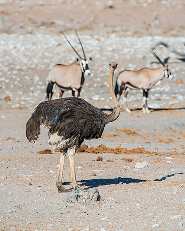 Africa, Bertazzoni, Botswana, Kalahari, Kenya, Namibia, Nikon, Tanzania, beak, beak, "black & white", "black & white", claw, colors, feathers, legs, nature, ostriches, running, running, safari, savann