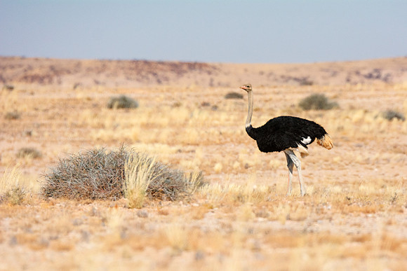Africa, Botswana, Kenya, Namibia, Ostriches, Tanzania, egg, feathers, leather, "long legs, beak, claw, speed,", ostrich, running, "running ostrich"