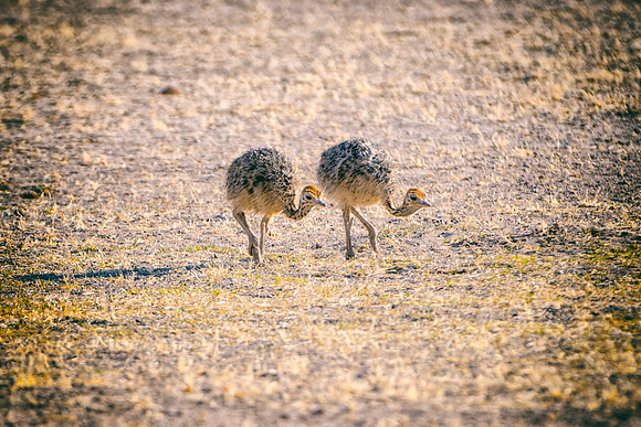 Africa, Botswana, Kalahari, Kenya, Namibia, Tanzania, beak, "black & white", claw, feathers, ostriches, running, safari, savanna
