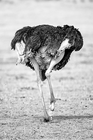 Africa, Botswana, Kalahari, Kenya, Namibia, Tanzania, beak, "black & white", claw, feathers, ostriches, running, safari, savanna
