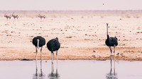 Ostrichs