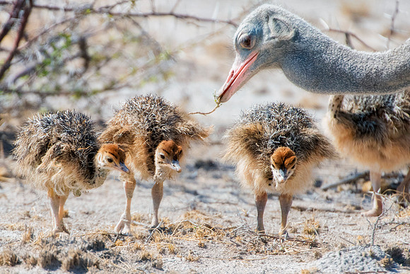 Africa, Bertazzoni, Botswana, Kalahari, Kenya, Namibia, Nikon, Tanzania, beak, beak, "black & white", "black & white", chick, chicks, claw, colors, feathers, legs, nature, ostriches, running, running,