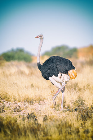 Africa, Botswana, Kenya, Namibia, Ostriches, Tanzania, egg, feathers, leather, "long legs", beak, claw, speed, ostrich, running, "running ostrich", Nikon, Bertazzoni