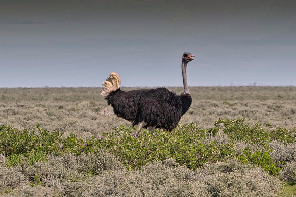 ostrich, " running ostrich", egg, Africa, leather, feathers, running, Namibia, Kenya, Tanzania, Botswana, " long legs, beak, claw, speed,