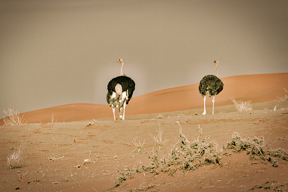 Africa, Botswana, Kenya, Namibia, Ostriches, Tanzania, egg, feathers, leather, "long legs, beak, claw, speed,", ostrich, running, "running ostrich"