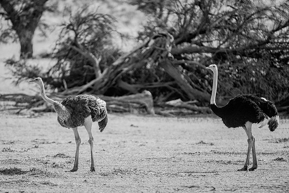 Africa, Botswana, Kalahari, Kenya, Namibia, Tanzania, beak, "black & white", claw, feathers, ostriches, running, safari, savanna