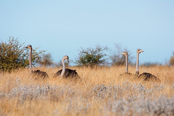 Africa, Botswana, Kenya, Namibia, Ostriches, Tanzania, egg, feathers, leather, "long legs, beak, claw, speed,", ostrich, running, "running ostrich"