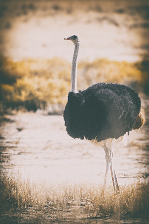 Africa, Bertazzoni, Botswana, Kenya, Namibia, Nikon, Ostriches, Tanzania, beak, claw, egg, feathers, leather, "long legs", ostrich, ostriches, running, "running ostrich", speed