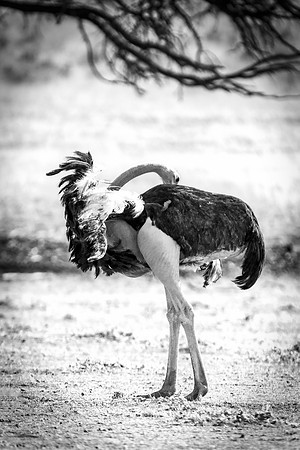 Africa, Botswana, Kalahari, Kenya, Namibia, Tanzania, beak, "black & white", claw, feathers, ostriches, running, safari, savanna