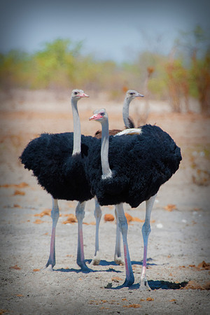 Ostriches