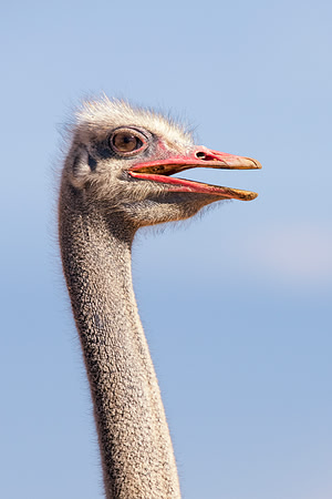 Africa, Botswana, Kenya, Namibia, Ostriches, Tanzania, egg, feathers, leather, "long legs", beak, claw, speed, ostrich, running, "running ostrich", Nikon, Bertazzoni