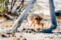 Africa, Bertazzoni, Botswana, Kalahari, Kenya, Namibia, Nikon, Tanzania, beak, beak, "black & white", "black & white", chick, chicks, claw, colors, feathers, legs, nature, ostriches, running, running,