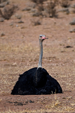 Africa, Botswana, Kalahari, Kenya, Namibia, Tanzania, beak, "black & white", claw, feathers, ostriches, running, safari, savanna