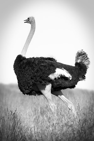 Africa, Botswana, Kenya, Namibia, Ostriches, Tanzania, egg, feathers, leather, "long legs", beak, claw, speed, ostrich, running, "running ostrich", Nikon, Bertazzoni