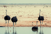 Ostrichs