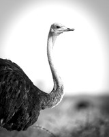Africa, Botswana, Kalahari, Kenya, Namibia, Tanzania, beak, "black & white", claw, feathers, ostriches, running, safari, savanna, legs, running, "black & white", beak, Nikon, Bertazzoni, nature, color