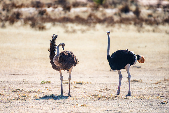 Africa, Botswana, Kalahari, Kenya, Namibia, Tanzania, beak, "black & white", claw, feathers, ostriches, running, safari, savanna