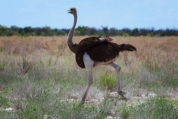 ostrich, " running ostrich", egg, Africa, leather, feathers, running, Namibia, Kenya, Tanzania, Botswana, " long legs, beak, claw, speed,