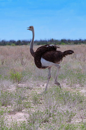 ostrich, " running ostrich", egg, Africa, leather, feathers, running, Namibia, Kenya, Tanzania, Botswana, " long legs, beak, claw, speed,