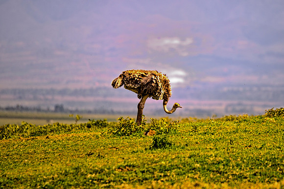 Africa, Botswana, Kenya, Namibia, Ostriches, Tanzania, beak, claw, egg, feathers, leather, legs, long, ostrich, ostrich, running, running, speed