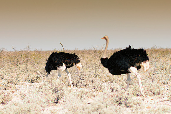 Africa, Botswana, Kenya, Namibia, Ostriches, Tanzania, egg, feathers, leather, "long legs, beak, claw, speed,", ostrich, running, "running ostrich"