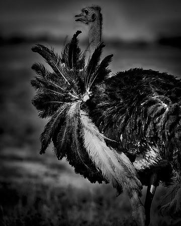 Africa, Bertazzoni, Botswana, Kalahari, Kenya, Namibia, Nikon, Tanzania, beak, beak, "black & white", "black & white", chick, chicks, claw, colors, feathers, legs, nature, ostriches, running, running,