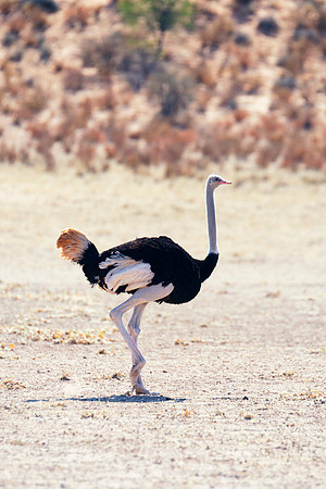 Africa, Botswana, Kenya, Namibia, Ostriches, Tanzania, egg, feathers, leather, "long legs", beak, claw, speed, ostrich, running, "running ostrich", Nikon, Bertazzoni