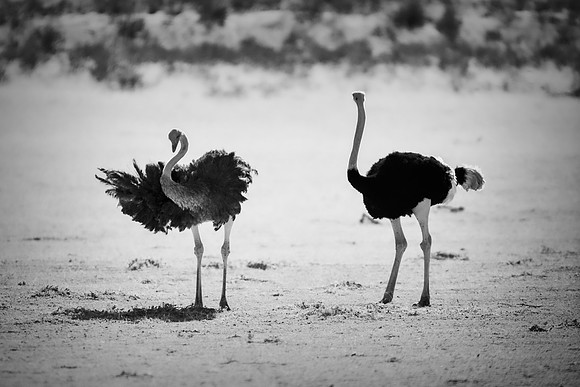 Africa, Botswana, Kalahari, Kenya, Namibia, Tanzania, beak, "black & white", claw, feathers, ostriches, running, safari, savanna