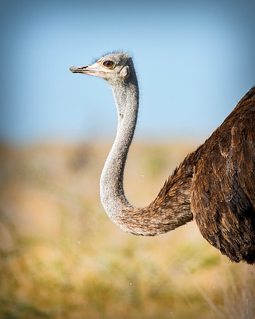 Africa, Botswana, Kalahari, Kenya, Namibia, Tanzania, beak, "black & white", claw, feathers, ostriches, running, safari, savanna, legs, running, "black & white", beak, Nikon, Bertazzoni, nature, color