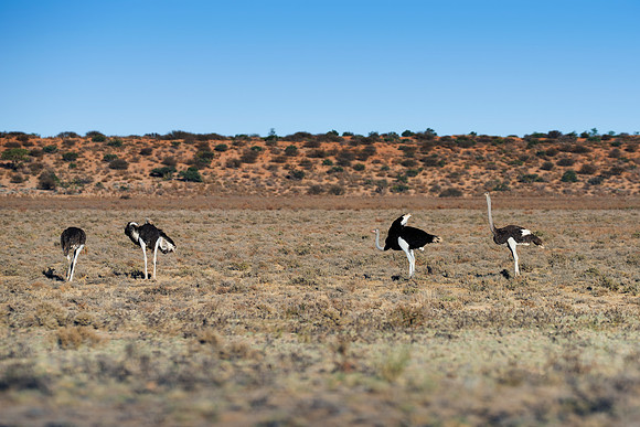 Africa, Botswana, Kenya, Namibia, Ostriches, Tanzania, egg, feathers, leather, "long legs", beak, claw, speed, ostrich, running, "running ostrich", Nikon, Bertazzoni, ostriches