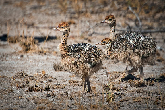 Africa, Botswana, Kalahari, Kenya, Namibia, Tanzania, beak, "black & white", claw, feathers, ostriches, running, safari, savanna, legs, running, "black & white", beak, Nikon, Bertazzoni, nature, color