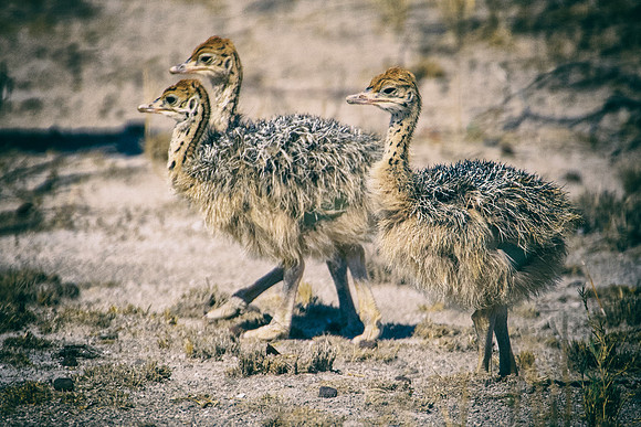 Africa, Botswana, Kalahari, Kenya, Namibia, Tanzania, beak, "black & white", claw, feathers, ostriches, running, safari, savanna, legs, running, "black & white", beak, Nikon, Bertazzoni, nature, color