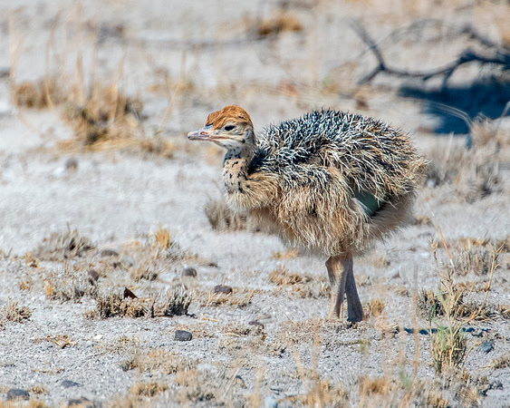 Africa, Botswana, Kalahari, Kenya, Namibia, Tanzania, beak, "black & white", claw, feathers, ostriches, running, safari, savanna, legs, running, "black & white", beak, Nikon, Bertazzoni, nature, color